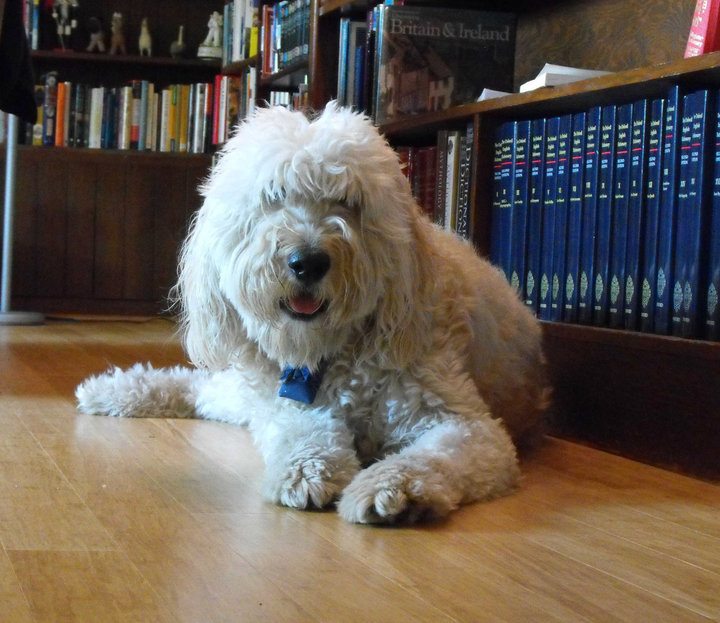 Large white dog in front of bookshelves holding the Oxford English Dictionary