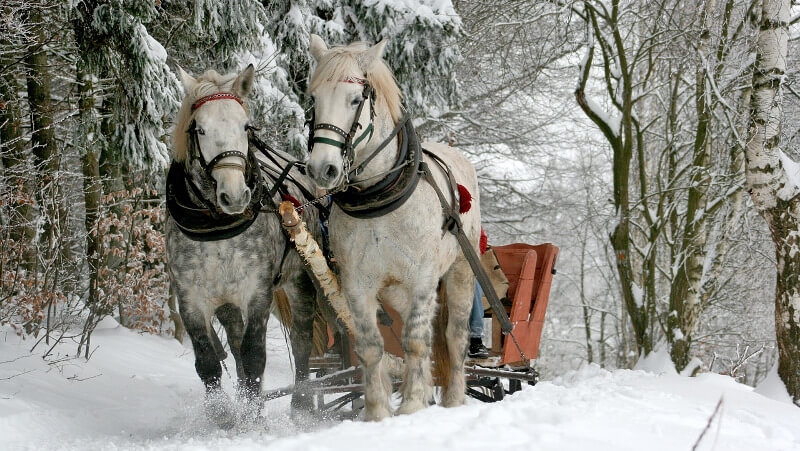 Two white horses pulling a sleigh